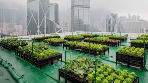 “Fenomena Urban Gardening Kembali Marak: Warga Kota ‘Berkebun di Atas Atap’ Demi Kesehatan & Ketahanan Pangan”